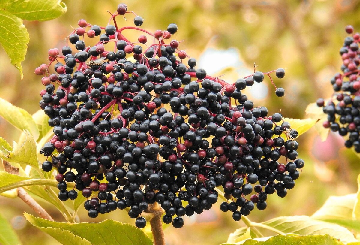 Спелые ягоды черного цвета. Недозревшие ягоды - красные.