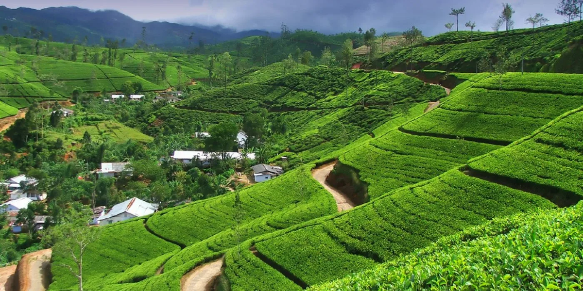 Знаменитые чайные плантации на Цейлоне