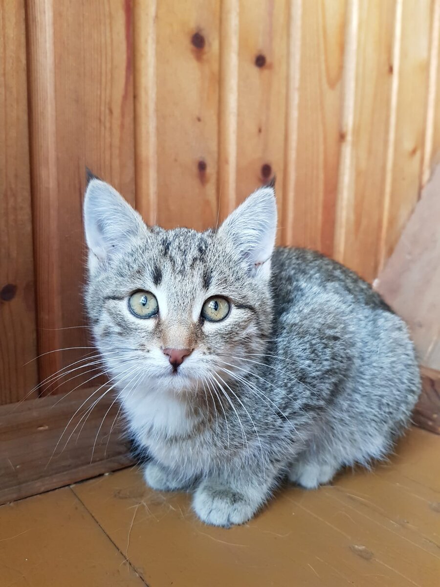 Полосатик ждет своего человека