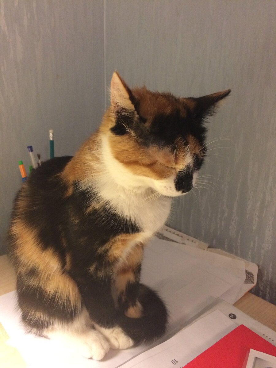 Что вы скажете о спящем в такой позе? Думаю, это обладатель милого и игривого характера. Фото из личного архива