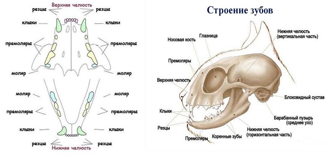 Как выглядят кошачьи зубы