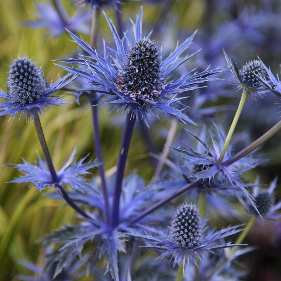 Синеголовник плосколистный Eryngium Planum