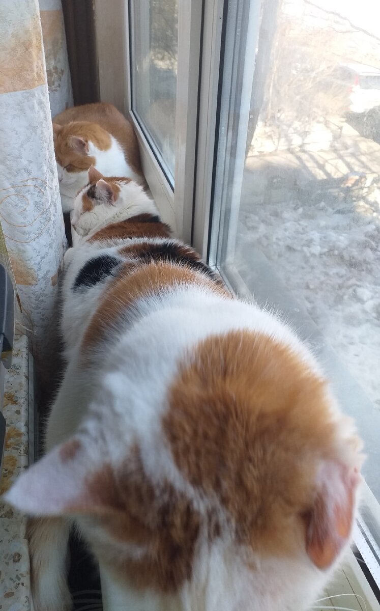 © ВСЕ ОТТЕНКИ КОШАЧЬЕГО. К ребятам присоединился в очередь кот Миир 😸