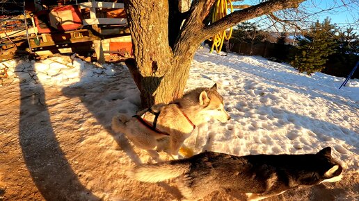 У Альмы появился жених, вожак хаски охранял 20кг мяса, а Прайд встречает рассвет