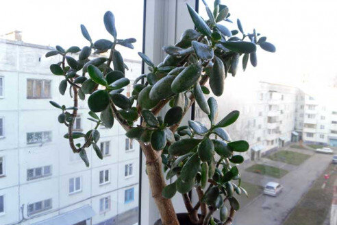 Опасный домашний цветок