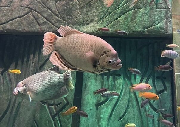 Рыбы большие и рыбы маленькие: фото из личного архива. Atlantis, UAE.