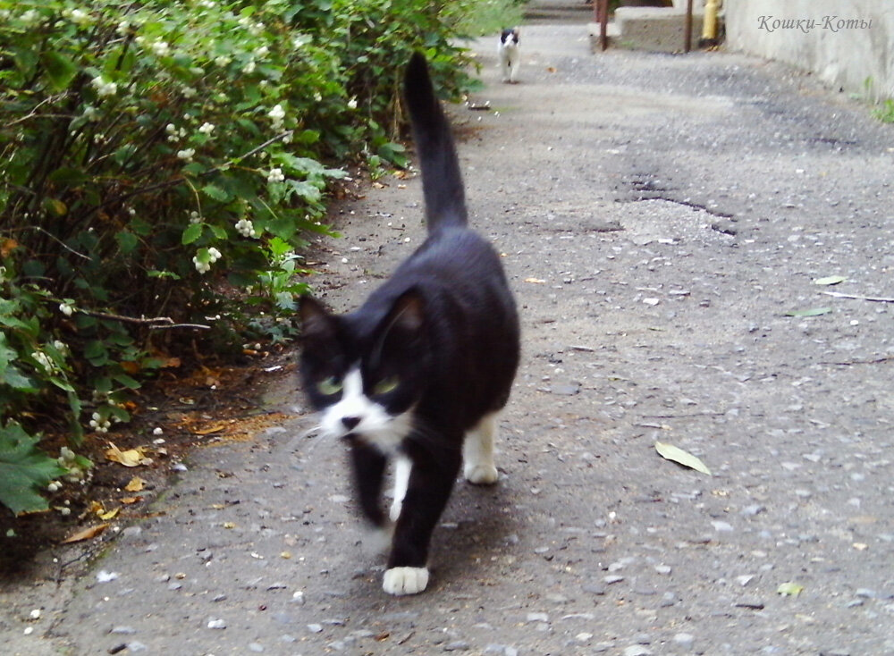 За мной хвост. 