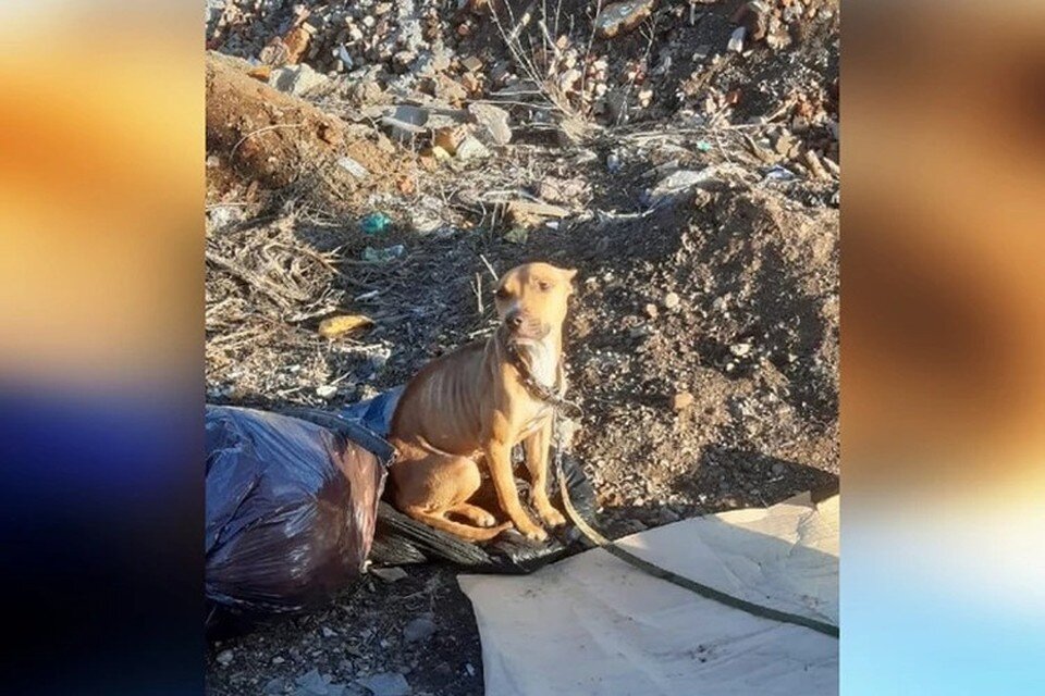 Такой - несчастной и исхудавшей - Дану нашли волонтеры на свалке