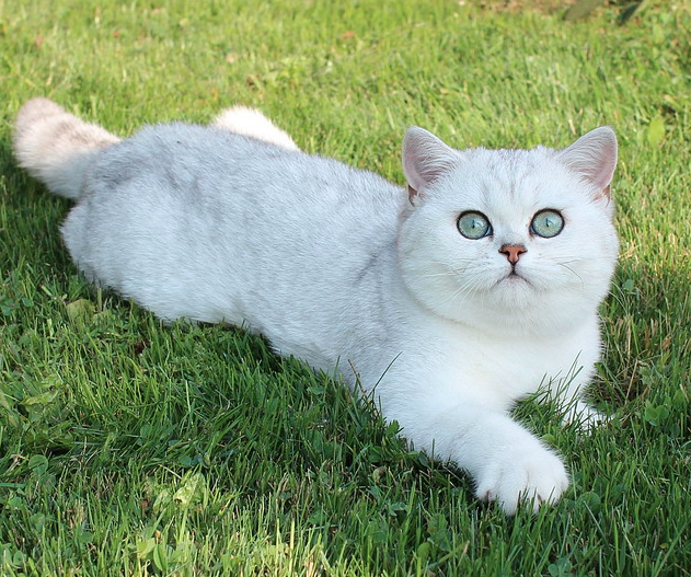 Paulina Ermine Trace