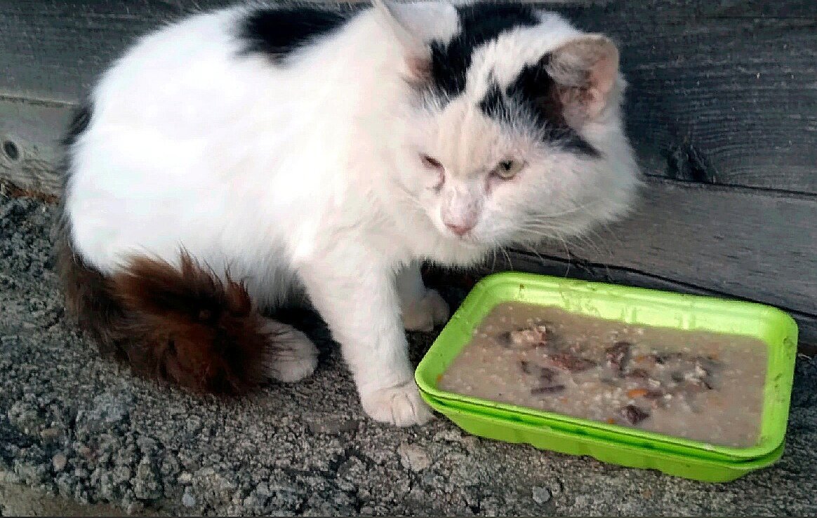 Вкусная каша с мясом. Пусть набирается сил и поправляется.