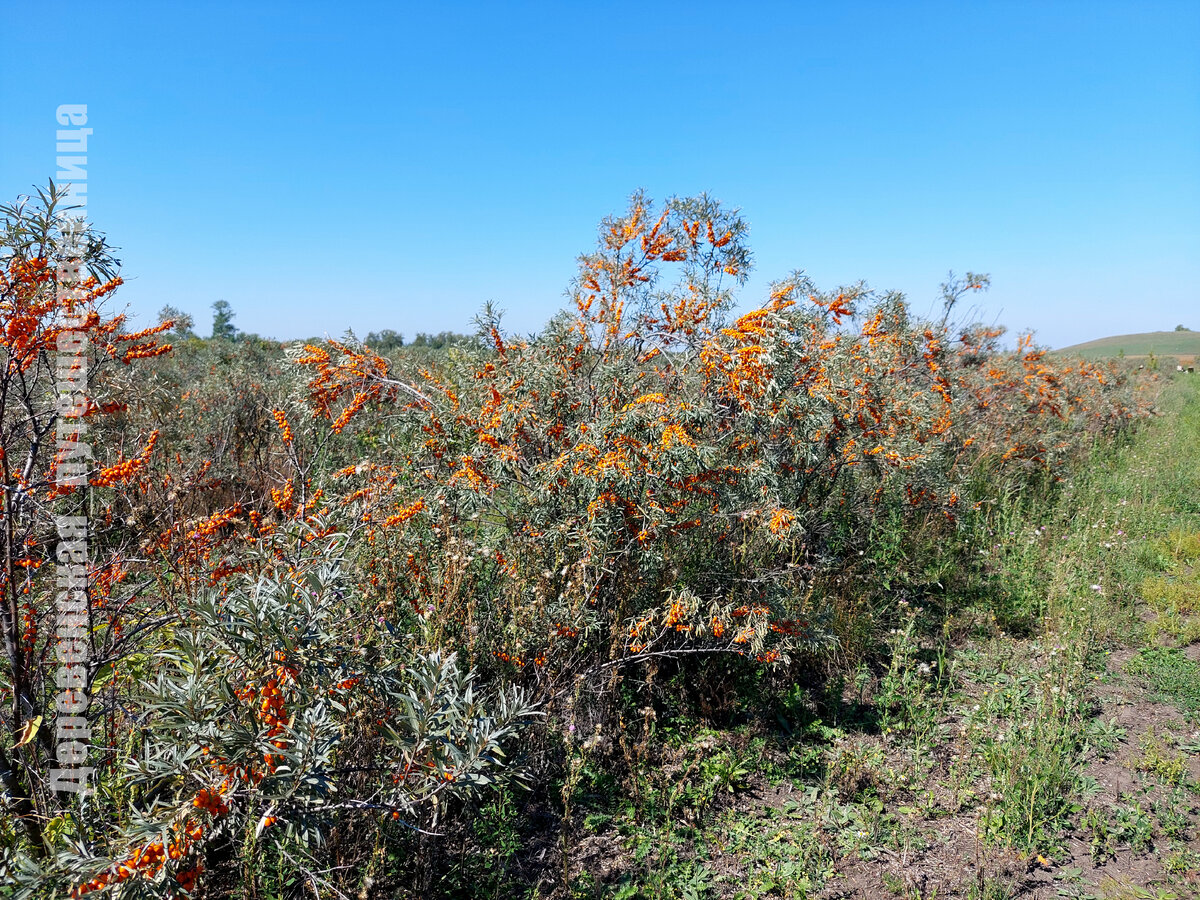 Ряд облепихи, ожидающий сборшиков. Советский район Алтайского края. Фото автора.