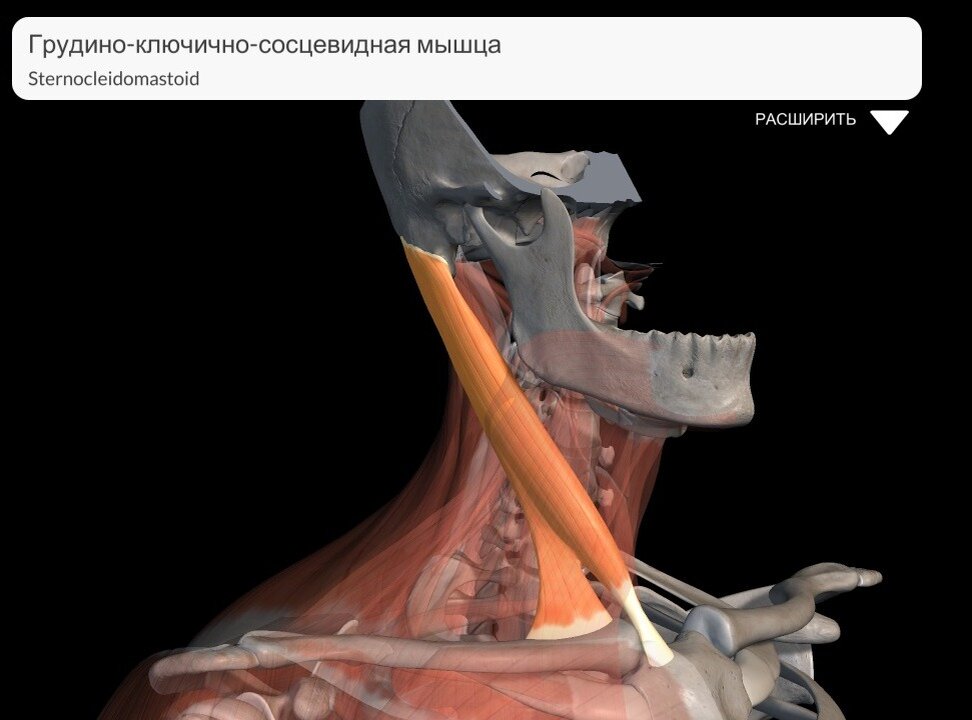 Грудина ключично сосцевидная мышца