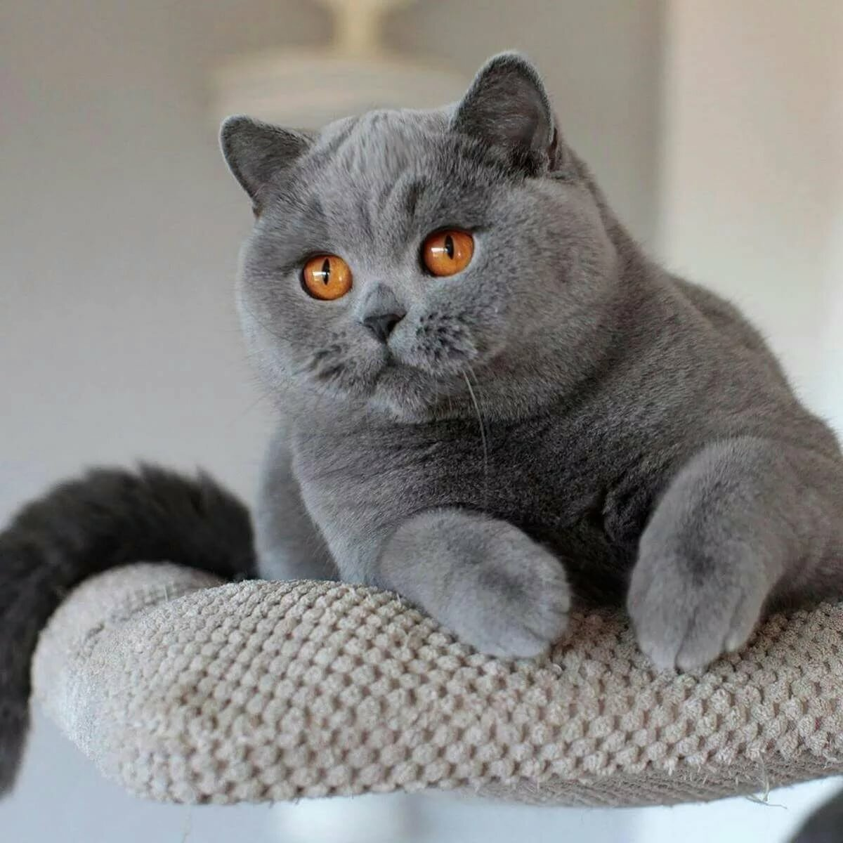 Брит порода. Британская короткошёрстная кошка. Британская короткошёрстная British Shorthair. Британская кошка короткошерстная серая. Полубританская кошка короткошерстная.