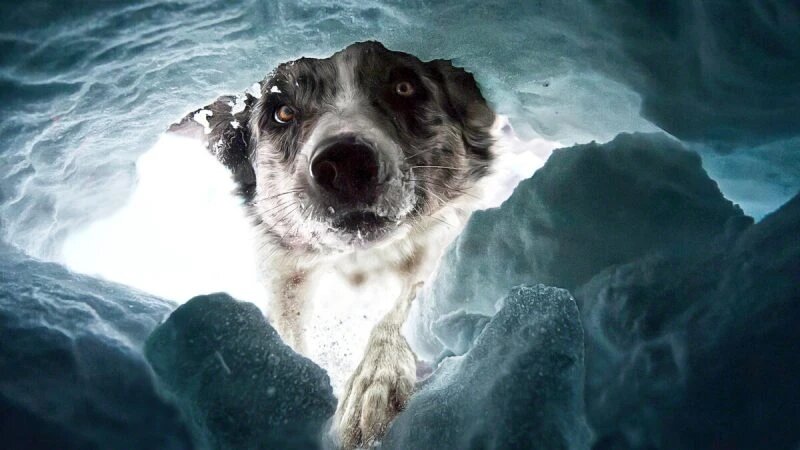 (Courtesy of Dalia Fichmann via Dog Photography Awards)