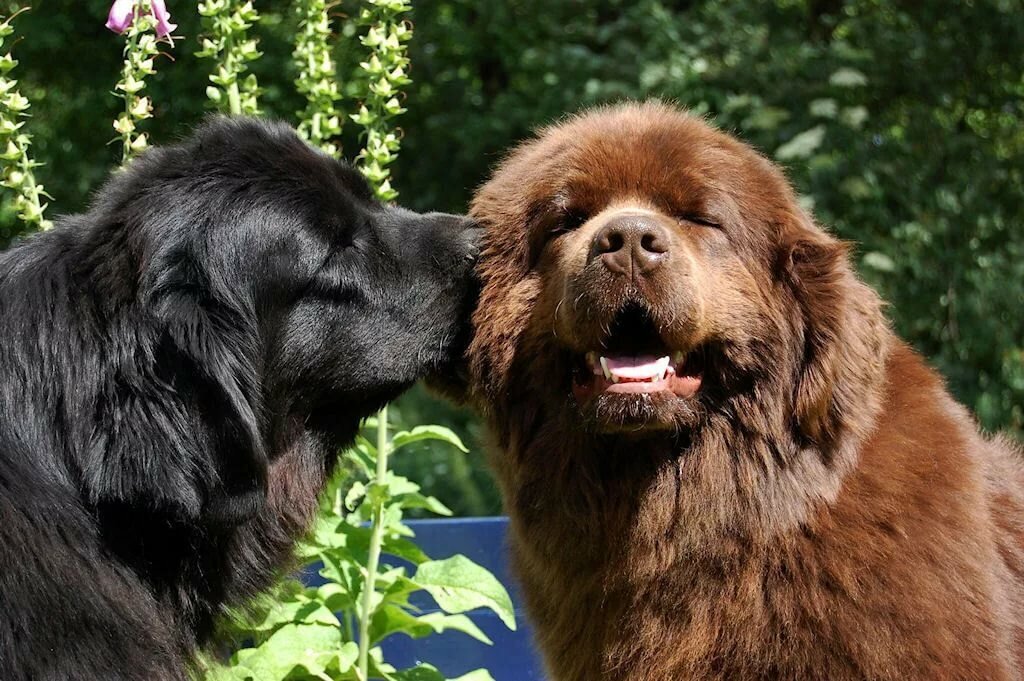 Какие лапочки!!! Не правда ли?)))