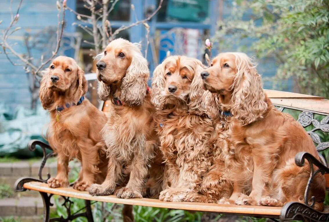 Четыре собаки, которые «поселят» в вашем доме запах псины | Pets2.me | Дзен