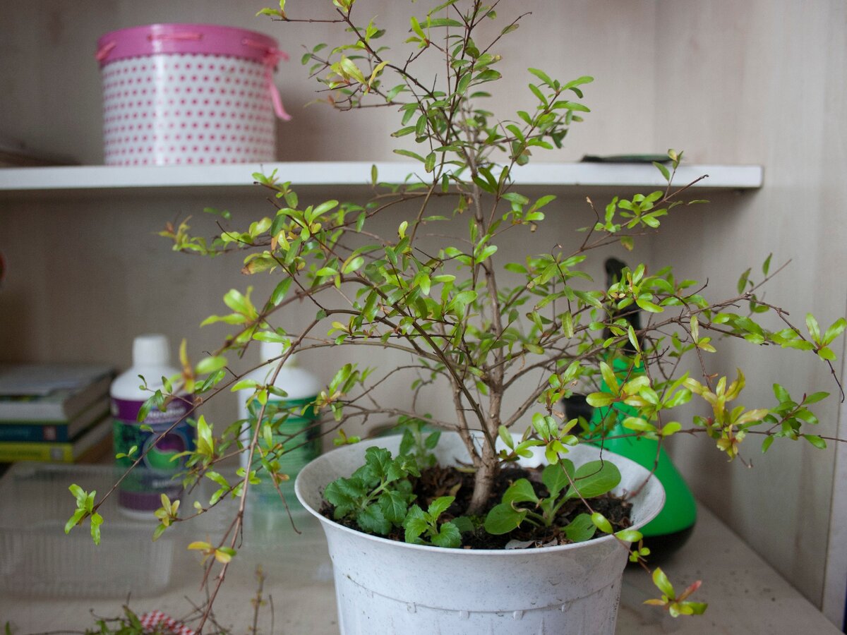 До пересадки (середина февраля). Жалкое зрелище