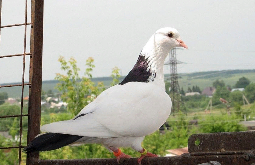 Голубеводство Румыния