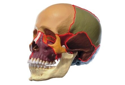 Швы выделены красным