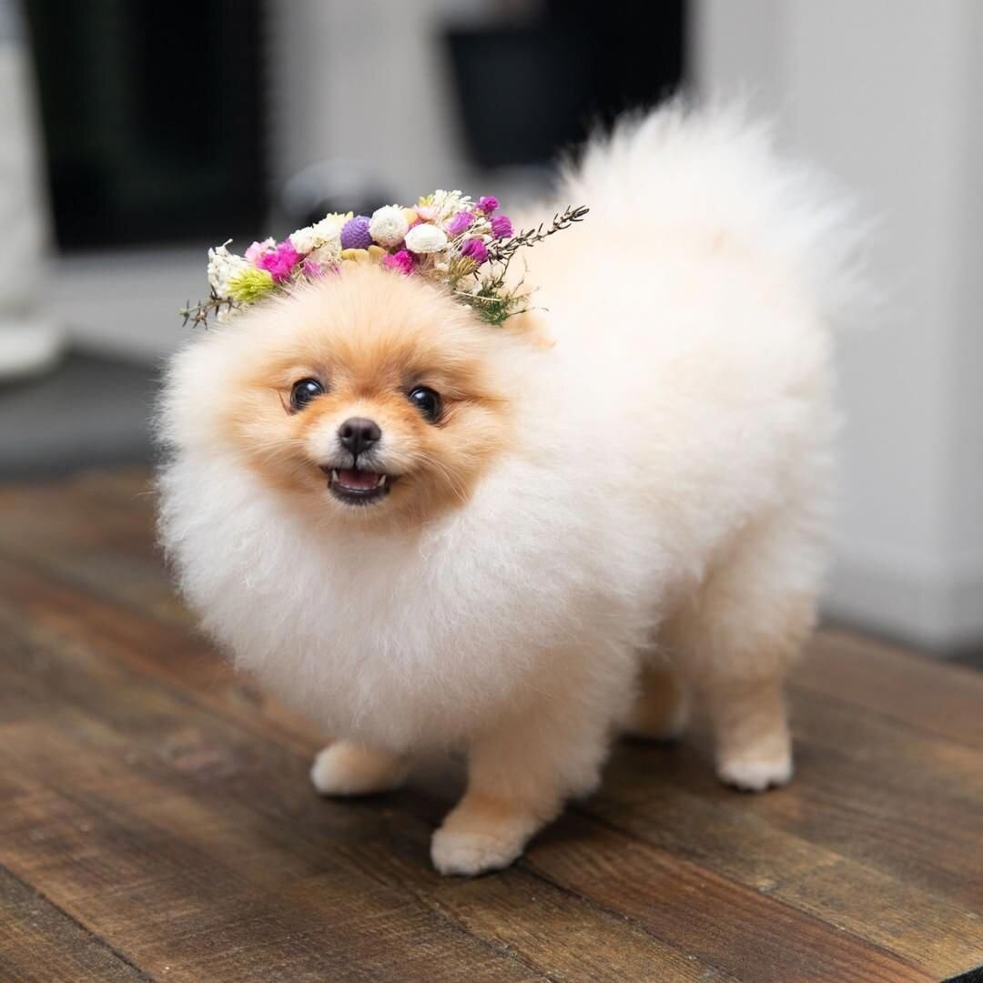 померанский шпиц лисичка. шпиц маленькой породы. померанский шпиц. померанский шпиц боо. шпиц маленькой породы.