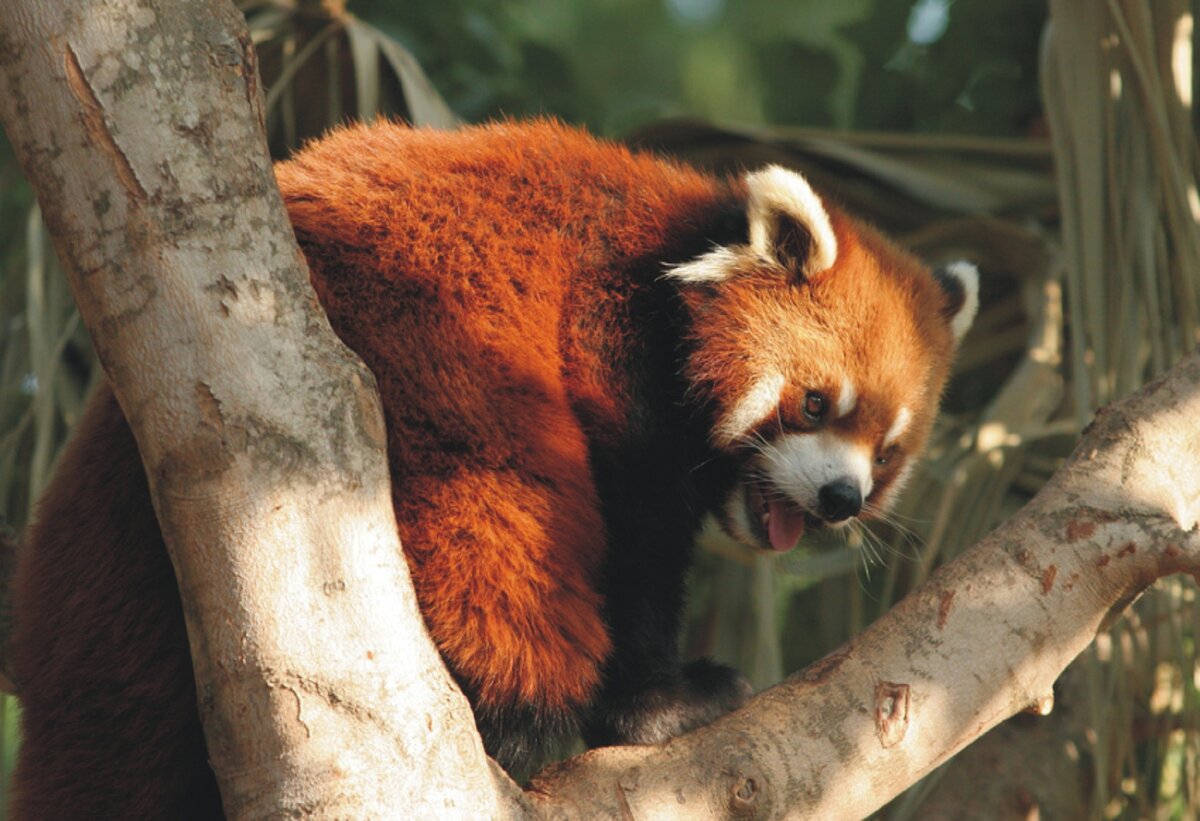 Жители зоопарка