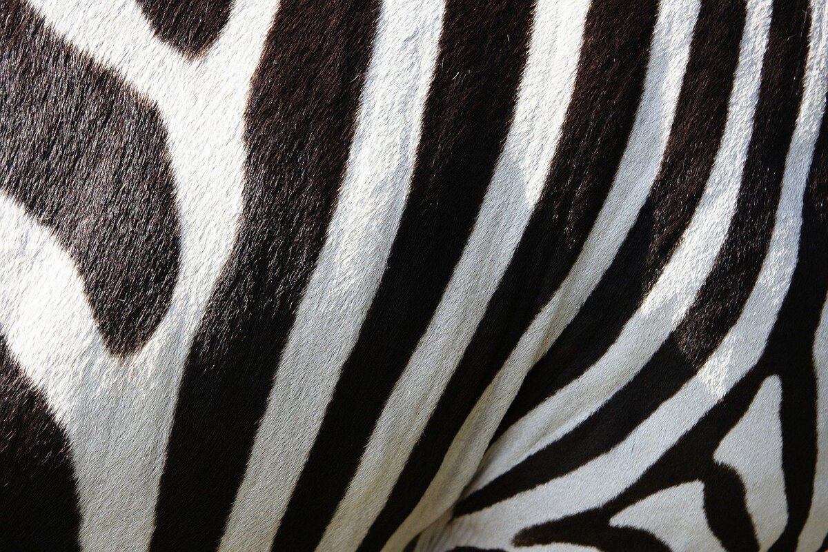 Фото: pixabay.com