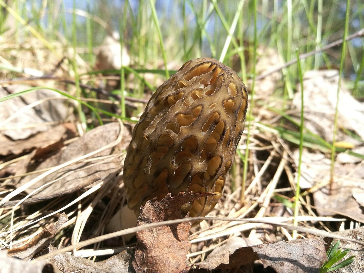  Фото из Яндекс.картинки 