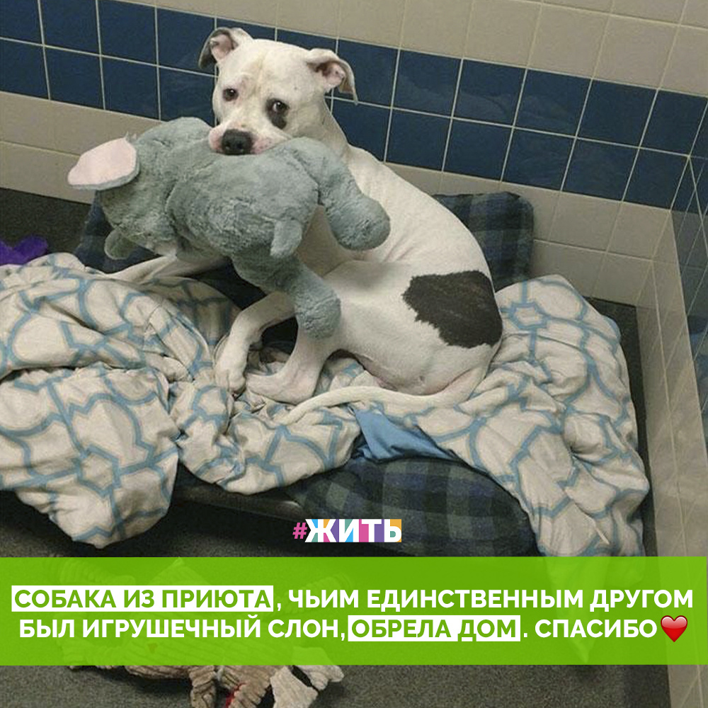 
Знакомьтесь, это Смоки, спасённая собака, которая ни на минуту не расстаётся со своим единственным другом в виде игрушечного слона🐶

Предыдущие владельцы пса потеряли свой дом и не смогли больше присматривать за собакой.Они были вынуждены передать 5-летнего песика в местный собачий приют вместе с его любимой игрушкой🙌

К счастью, в один прекрасный день в приют пришли два волонтёра из некоммерческой организации по спасению животных и влюбились в Смоки. Работниками организации было принято решение забрать собаку для того, чтобы найти ему и его слону любящий дом❤️

Теперь Смоки не может перестать улыбаться и, глядя на него, тоже хочется улыбнуться😄

#жить #проектжить #добро #животные