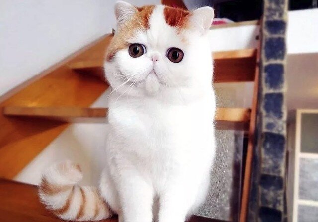 Да-да. Я что-то хочу.