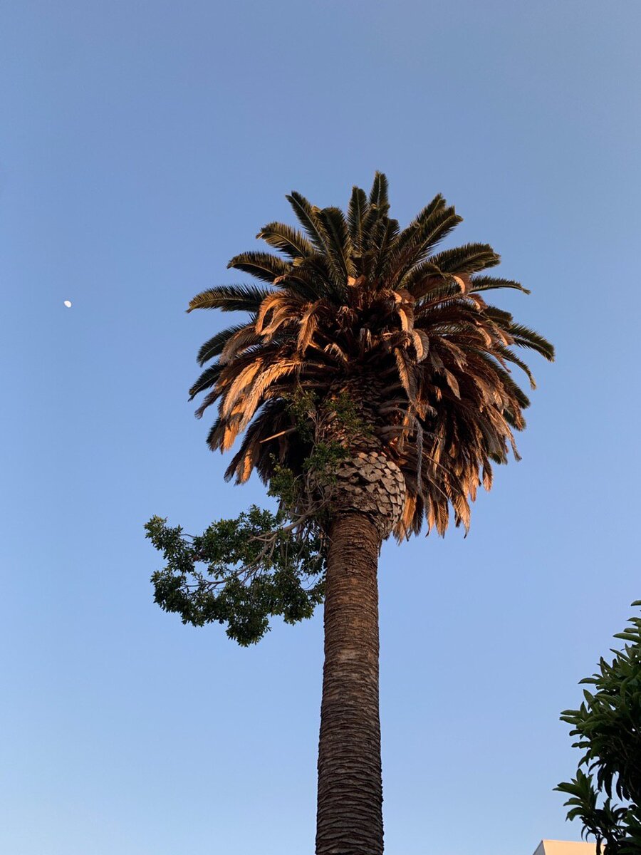 Уличная пальма, Лос-Анджелес. Фото автора канала