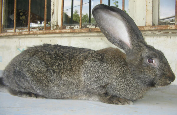 Порода кроликов Ризен: особенности содержания и ухода