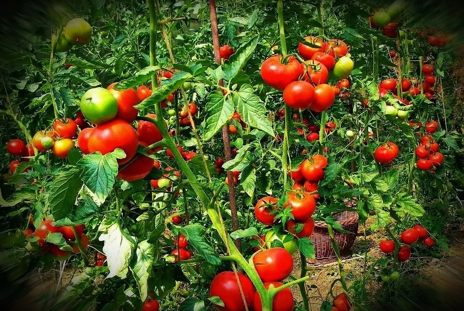 Подкормка томатов рыбой, обеспечивает их отличную урожайность.