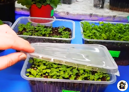 Посев петунии