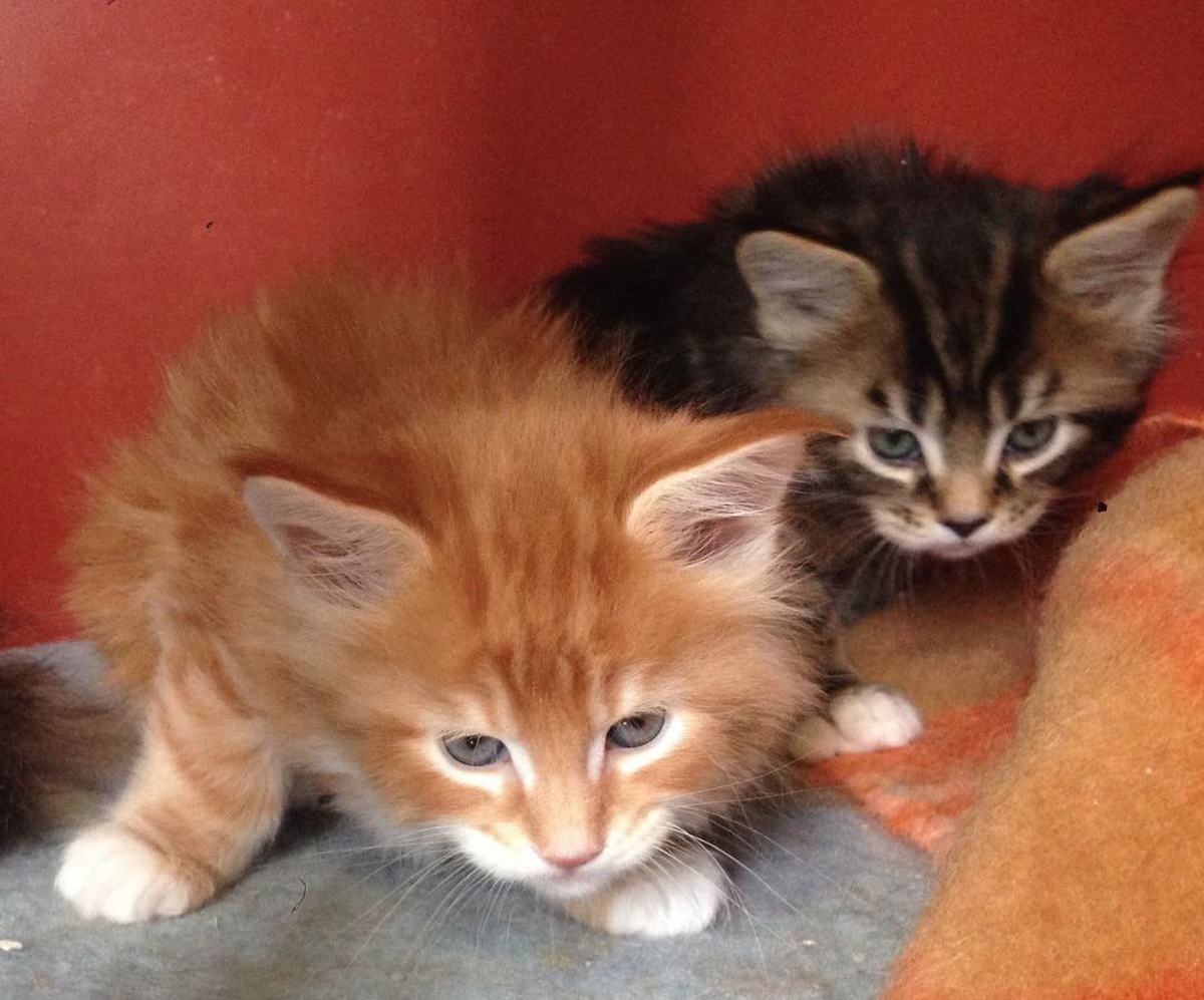 молодой Омар