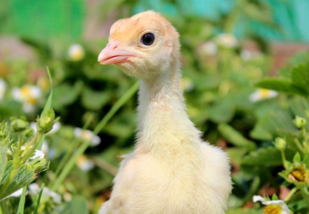 Красивые маленькие индюшата. Птенец индюшки. Маленькие индюшата. Птенец индюка. Маленький индюк.