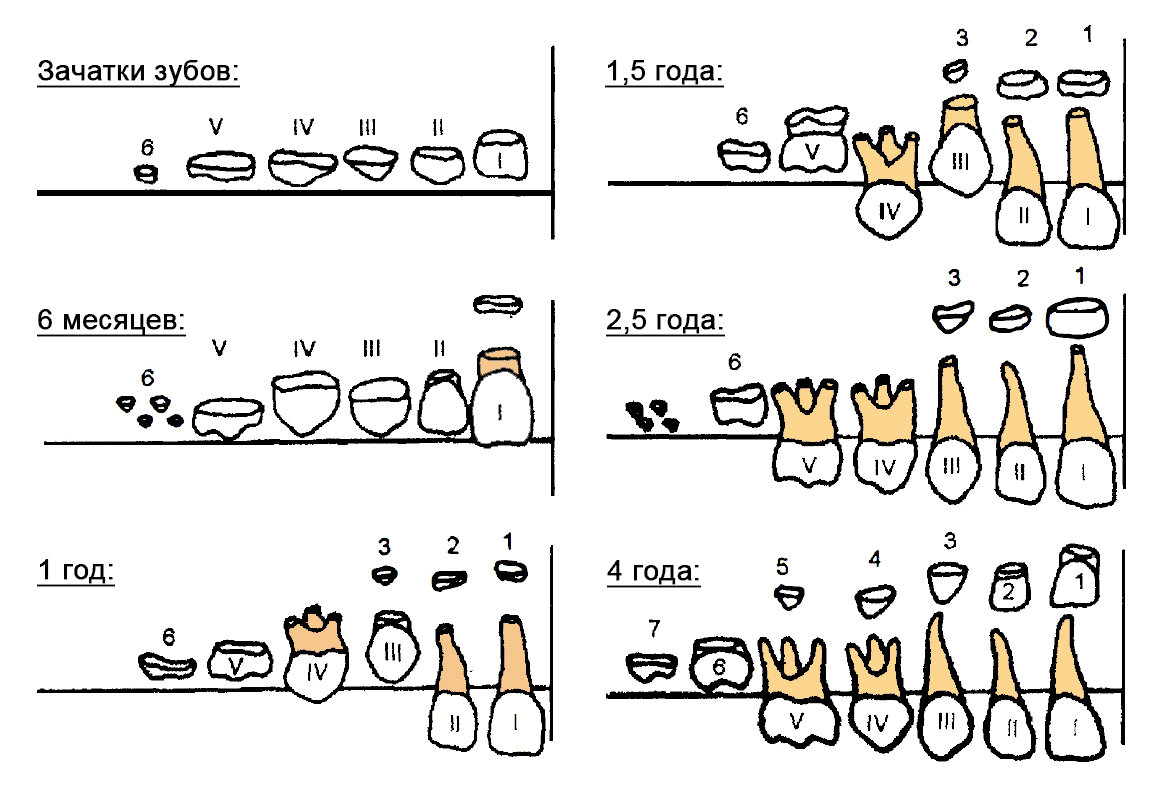 Порядок прорезывания молочных зубов.