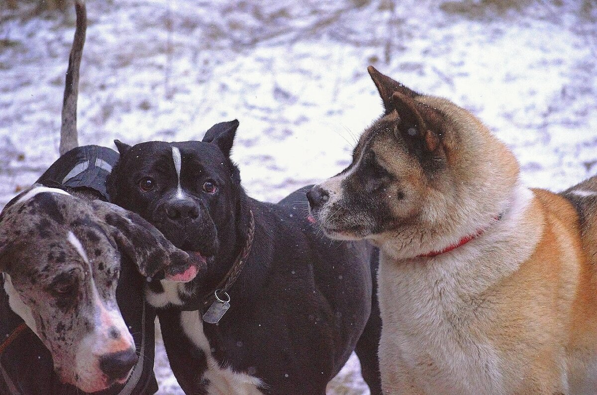 Хуч с подружками