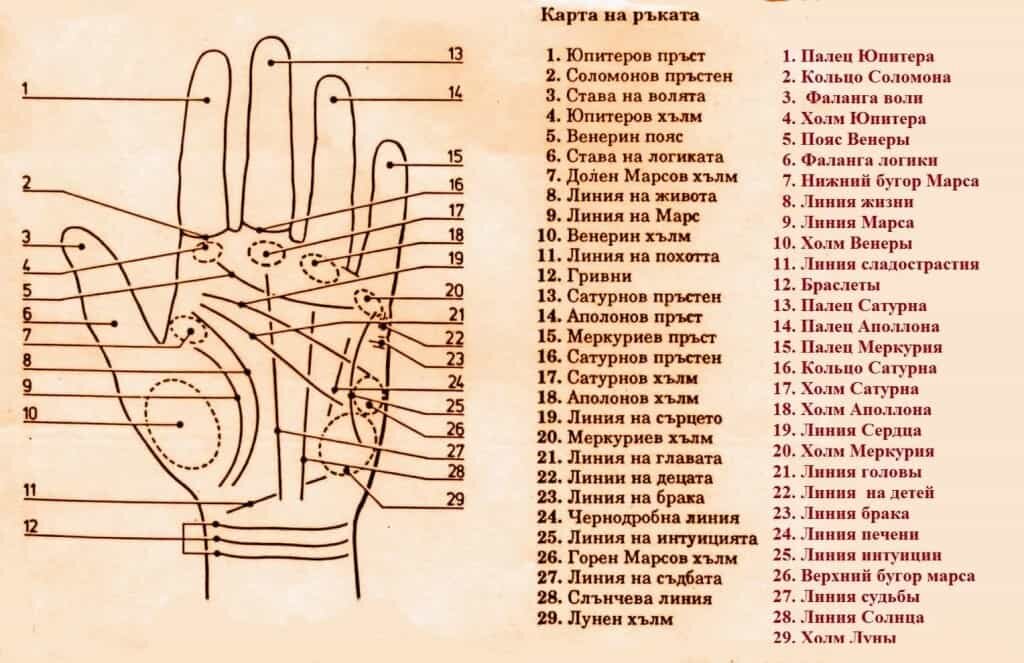 О чем расскажет короткая линия жизни на руке