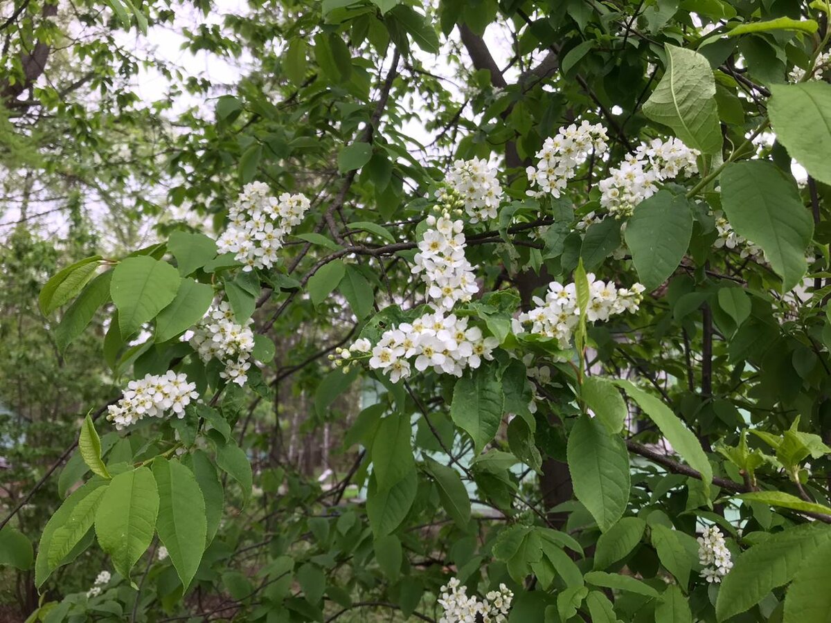 Черемуха цветет.