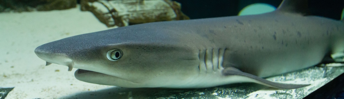 Аквариум в "Сказке"