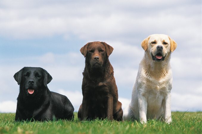 Окрасы лабрадор-ретривера (слева направо): черный, коричневый (шоколадный или печеночный), палевый.