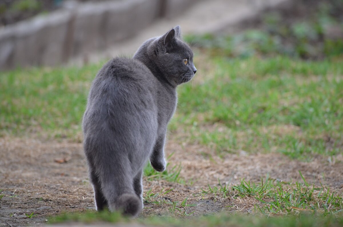 Кошка Дуся. Фото автора