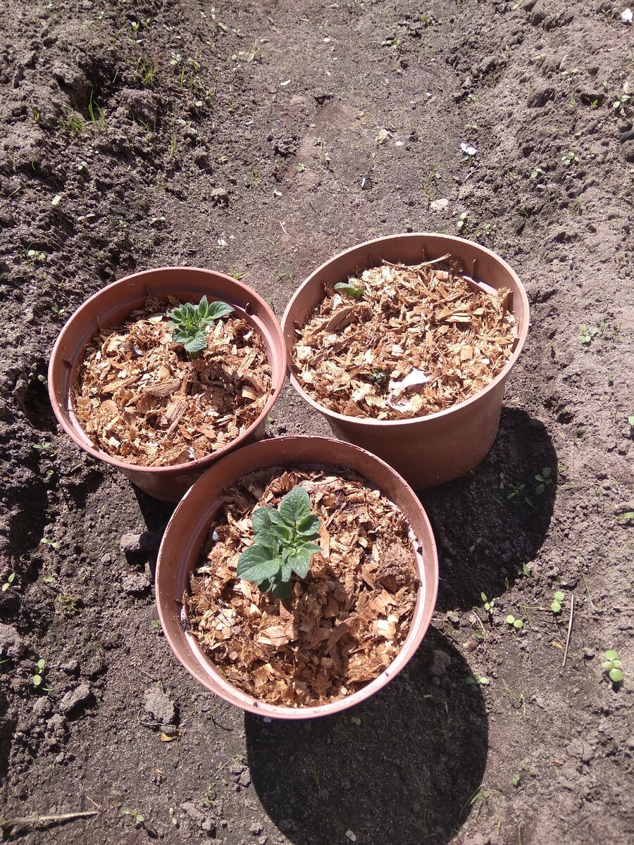 Картофельная рассада.