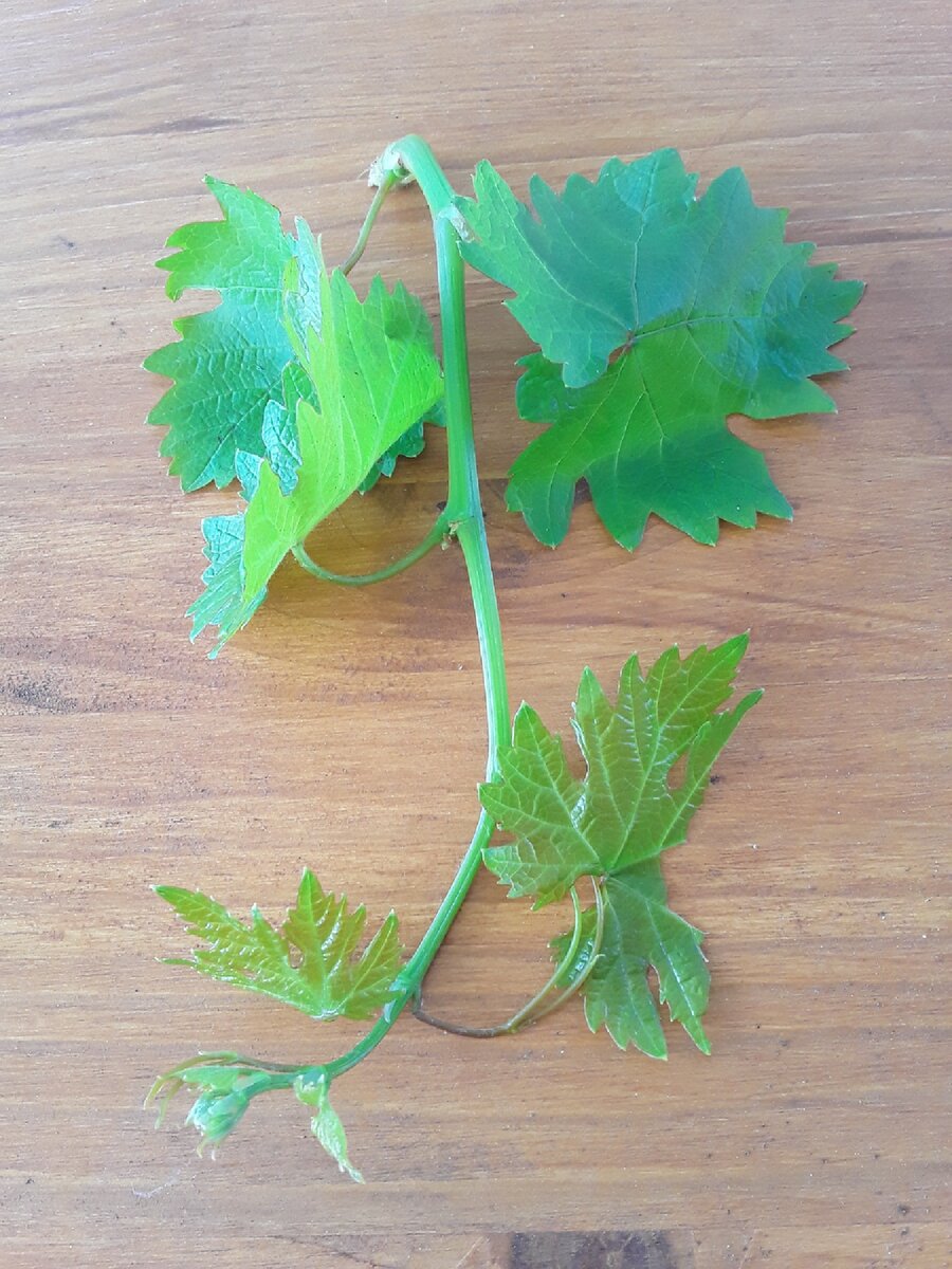 Этот побег без цветов. Он не нужен.