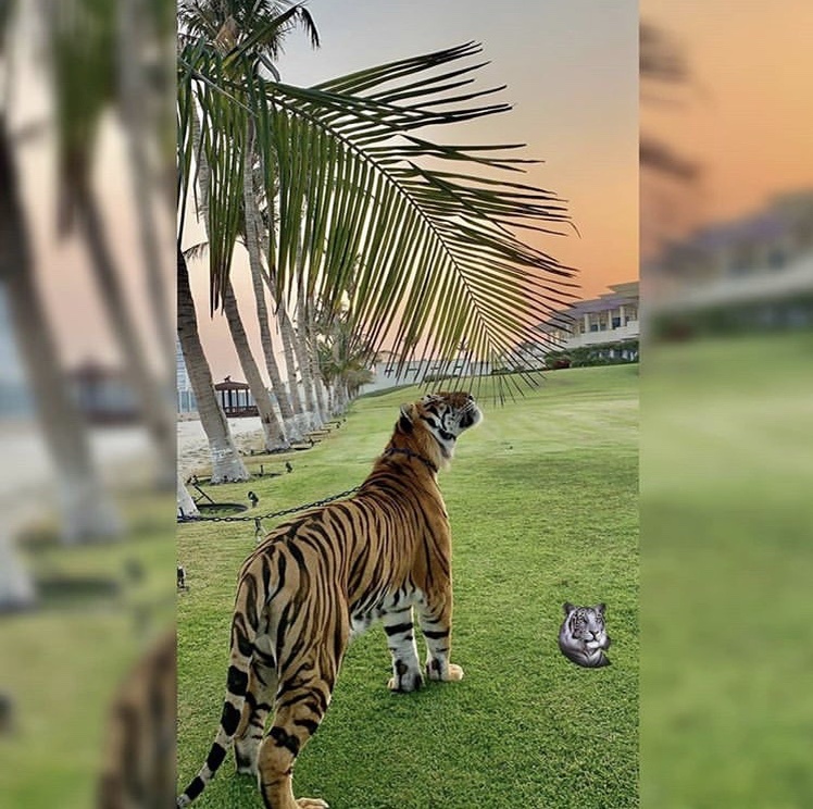 Photo from Instagram @Faz3