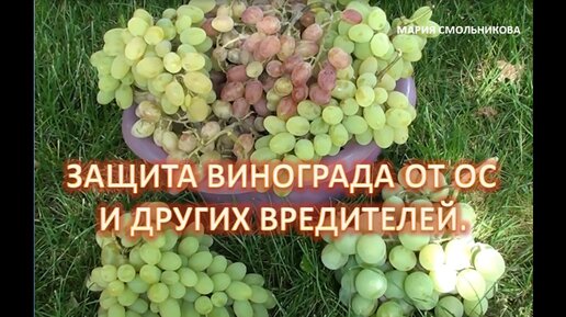 Защита винограда от ос и других вредителей .