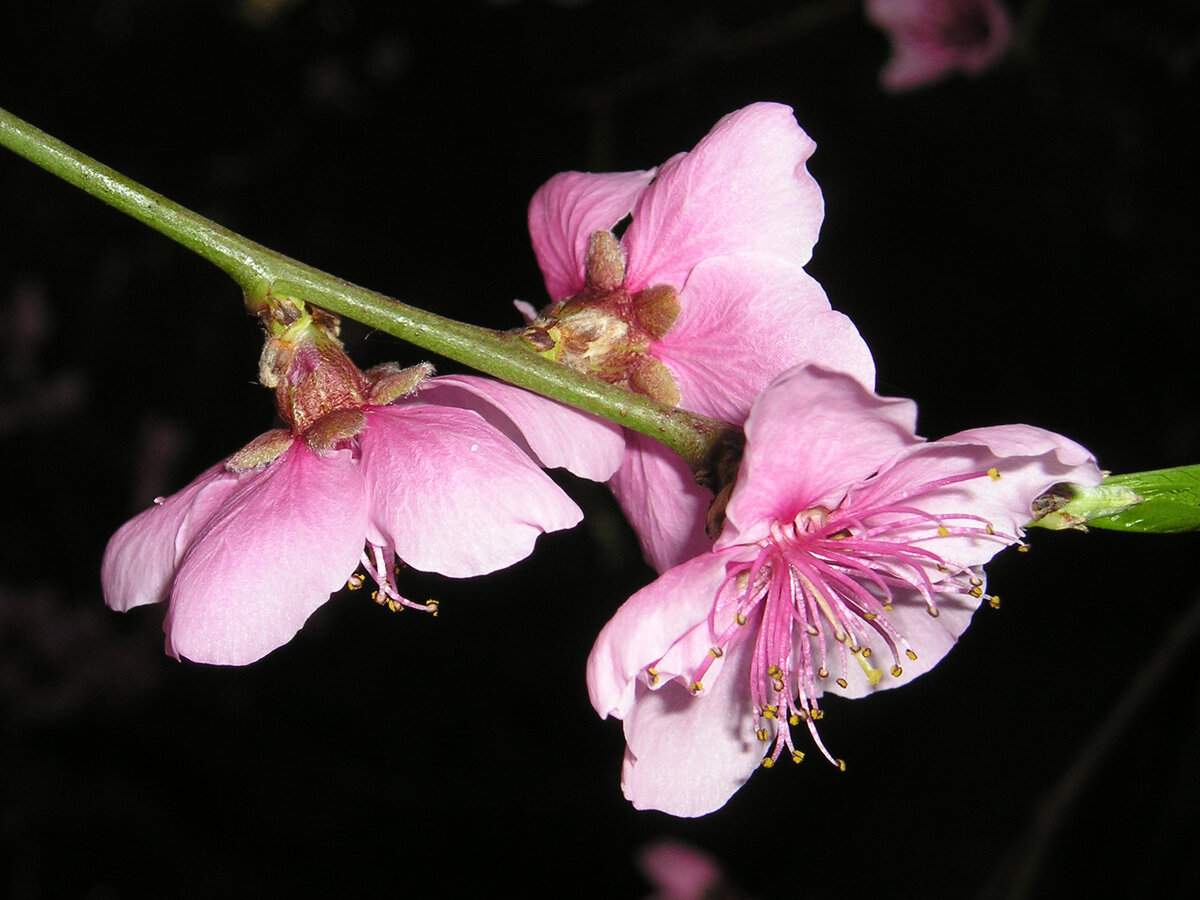 © All rights reserved. ---  Цветущая сакура.