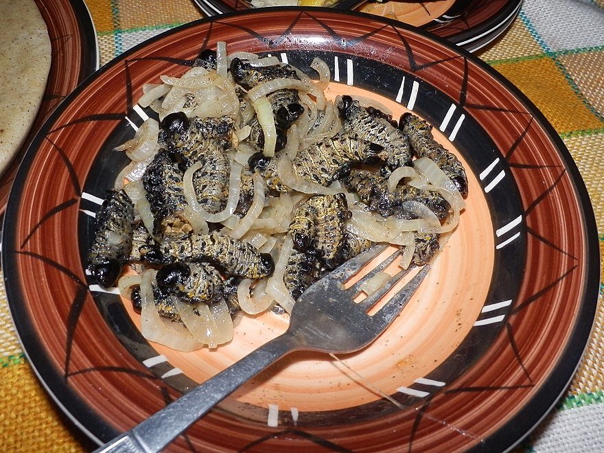 https://upload.wikimedia.org/wikipedia/commons/thumb/d/d4/Mopane-Raupen_gekocht.JPG/880px-Mopane-Raupen_gekocht.JPG