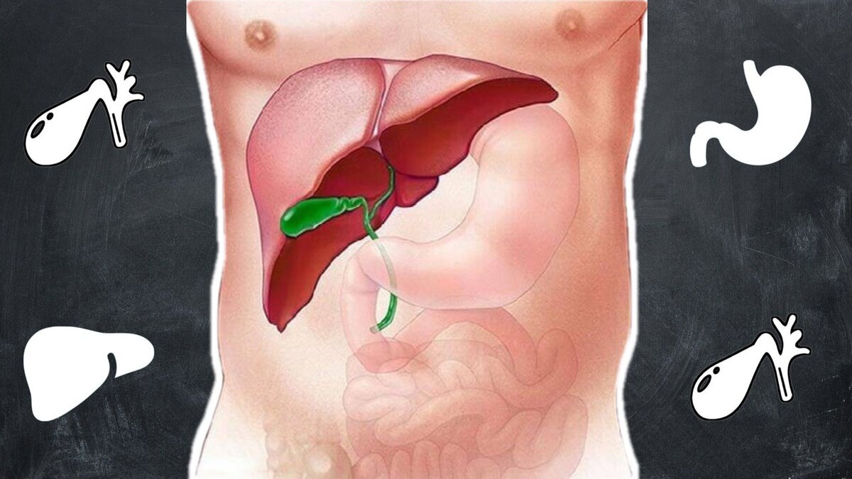 Желчный пузырь - орган, значение которого многие недооценивают | Ваш  специалист по здоровью | Дзен