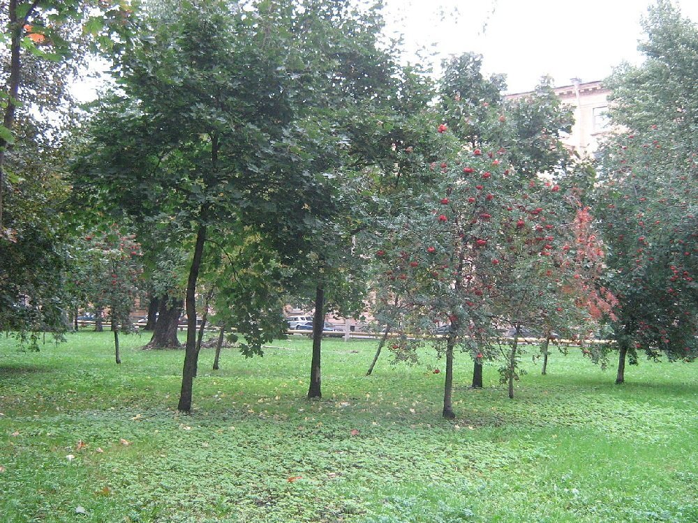 Улица Книпович. Фото "Википедия" 